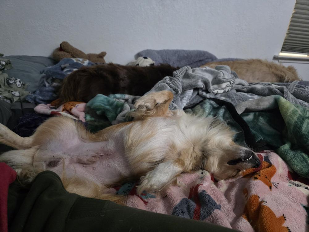 Winston, a Adoptable mixed breed in Santa Rosa, CA image 1/4