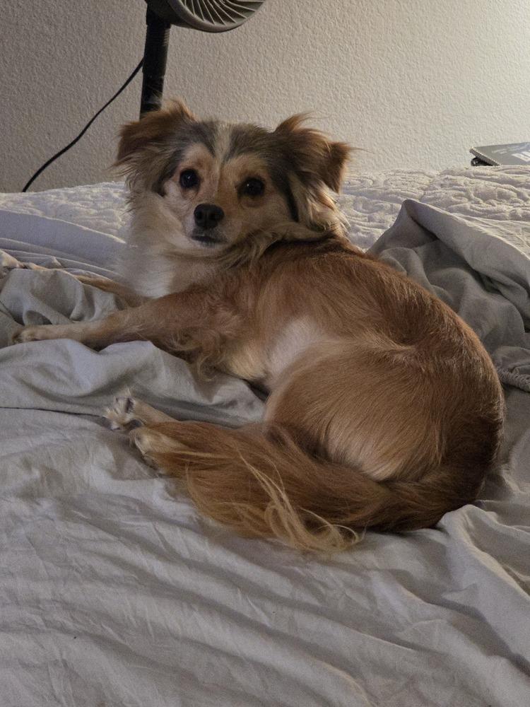 Winston, a Adoptable mixed breed in Santa Rosa, CA image 3/4