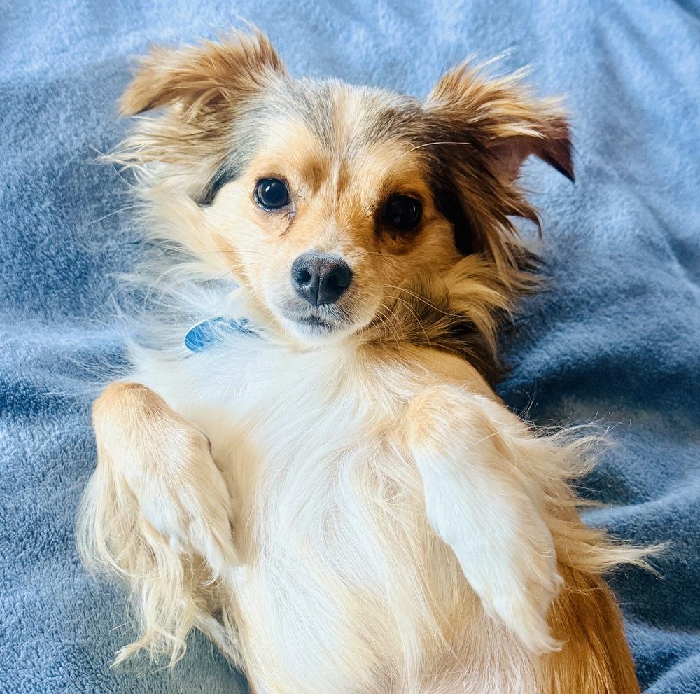 Enlarge Winston, a Adoptable mixed breed in Santa Rosa, CA image 4/6
