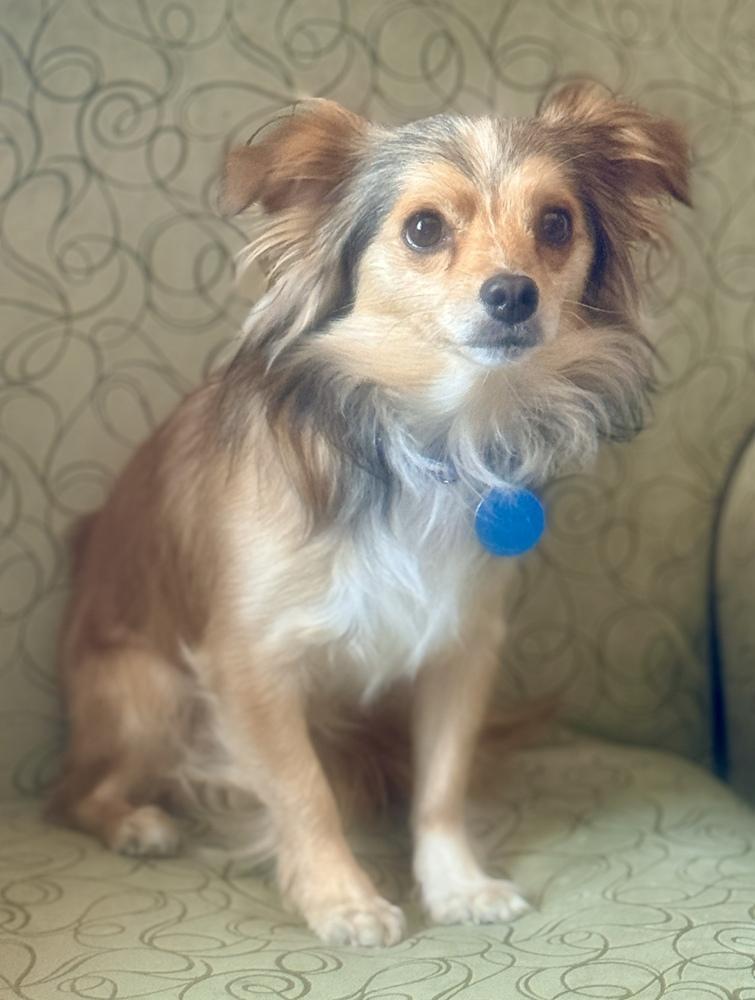 Enlarge Winston, a Adoptable mixed breed in Santa Rosa, CA image 5/6