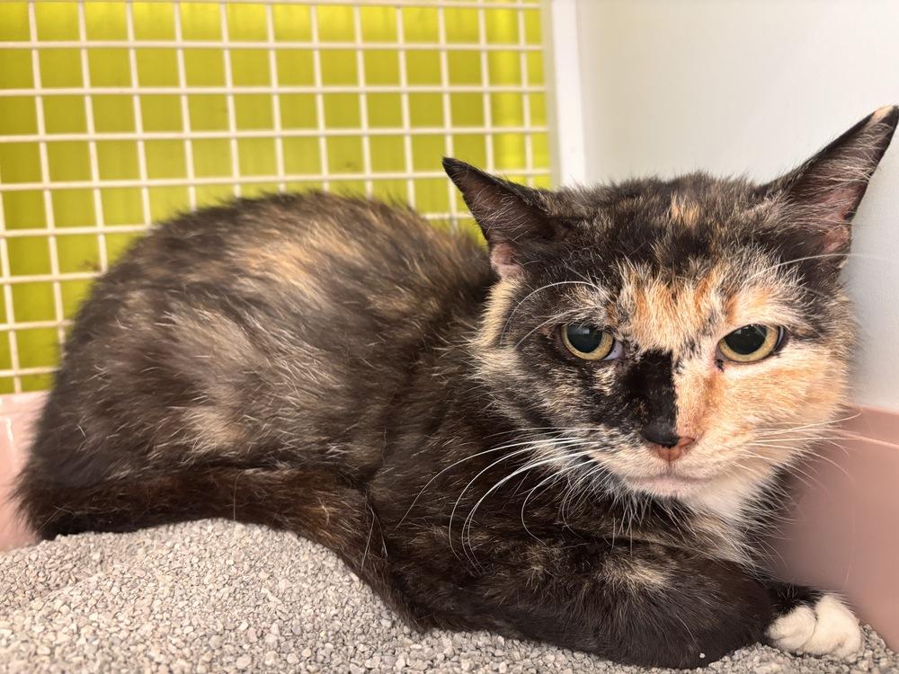 Ducati, Adoptable, Adult Female Domestic Short Hair & Calico.
