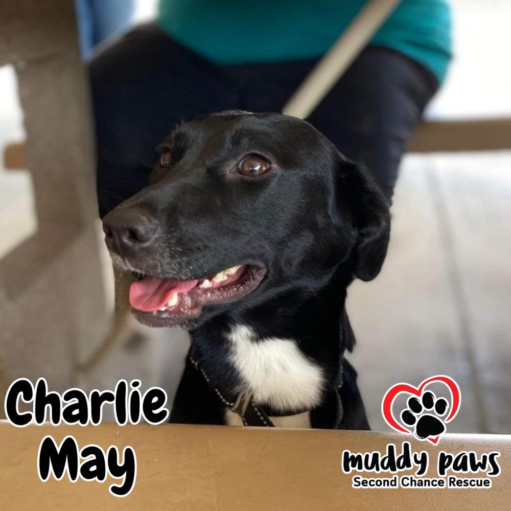 Charlie May, Adoptable, Young Female Patterdale Terrier / Fell Terrier.