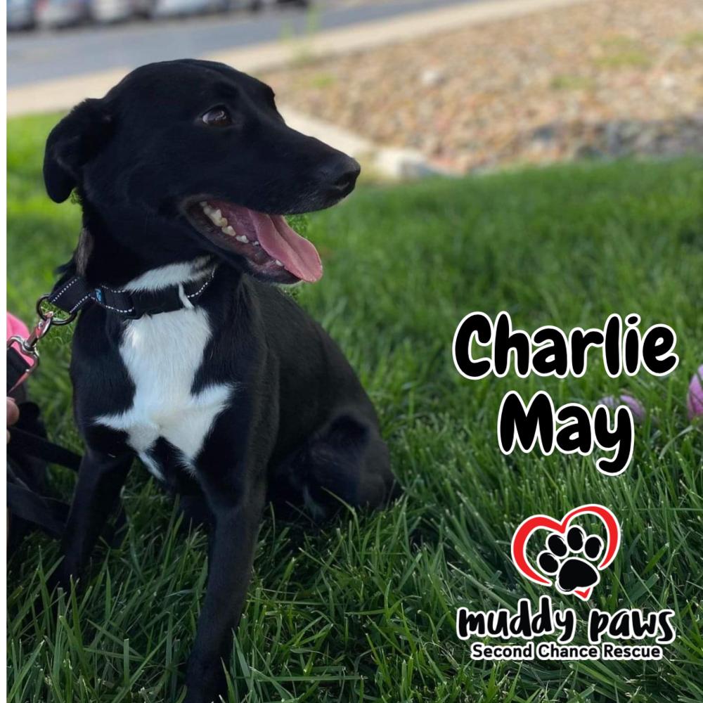 Charlie May, a Adoptable mixed breed in Council Bluffs, IA image 2/5