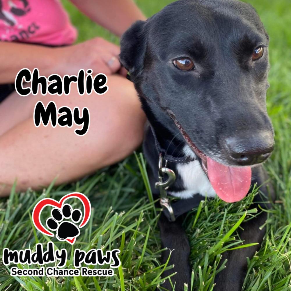 Charlie May, a Adoptable mixed breed in Council Bluffs, IA image 4/5