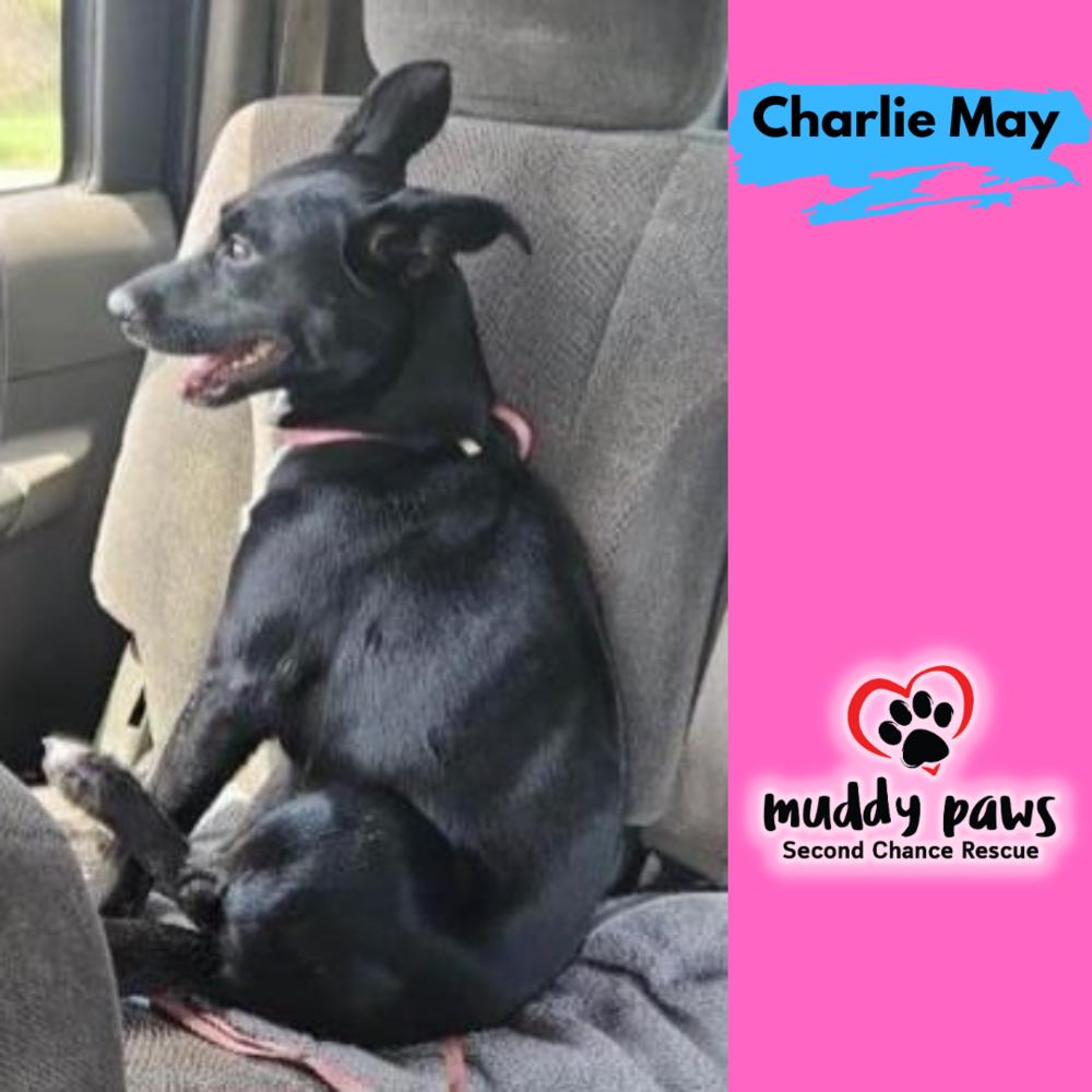 Charlie May, a Adoptable mixed breed in Council Bluffs, IA image 5/5