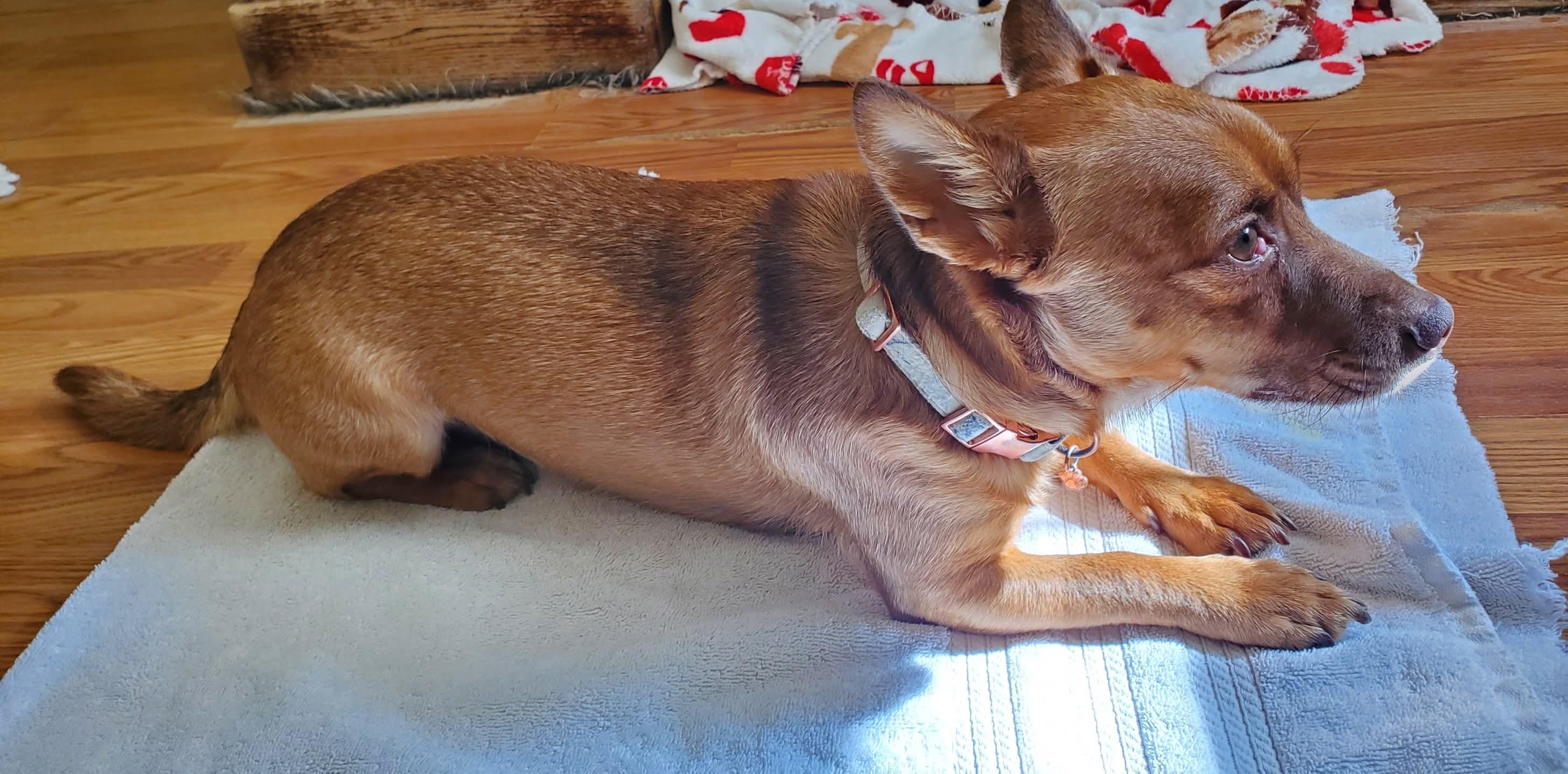 Lloyd, a Adoptable mixed breed in Hermitage, TN image 2/2