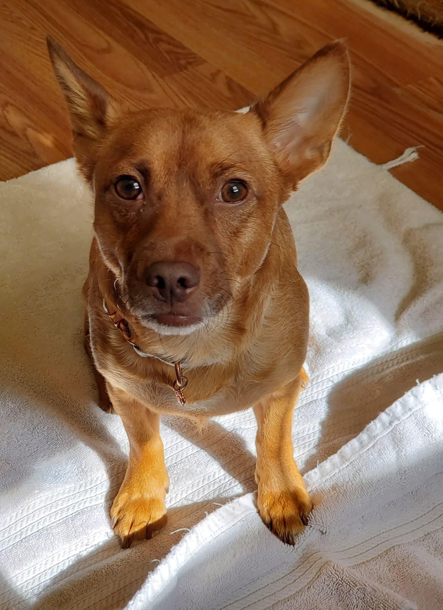 Lloyd, a Adoptable mixed breed in Hermitage, TN image 1/2