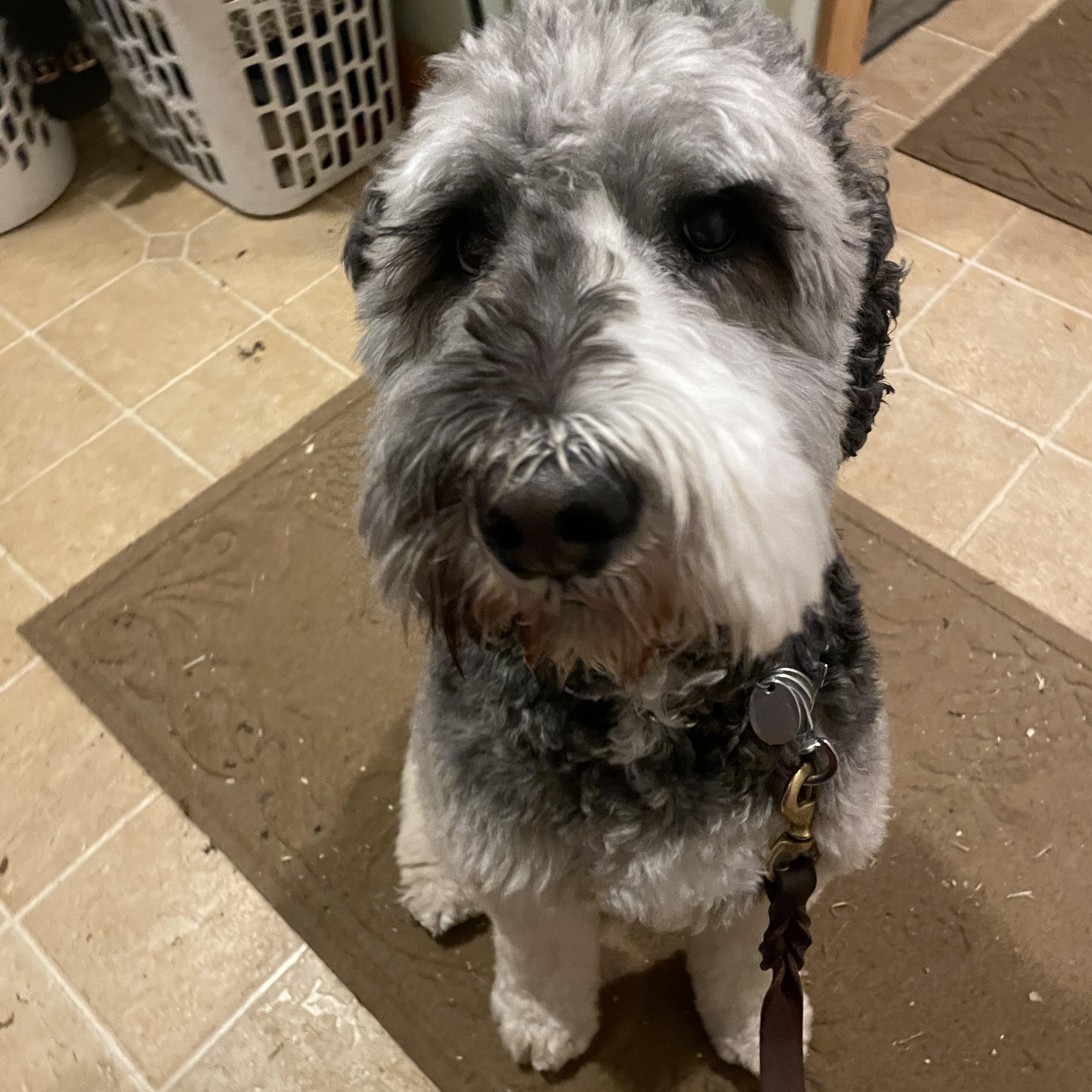 Fitzgerald "Fitz", a ADOPTABLE Bernadoodle in Bridgton, ME image 1/2