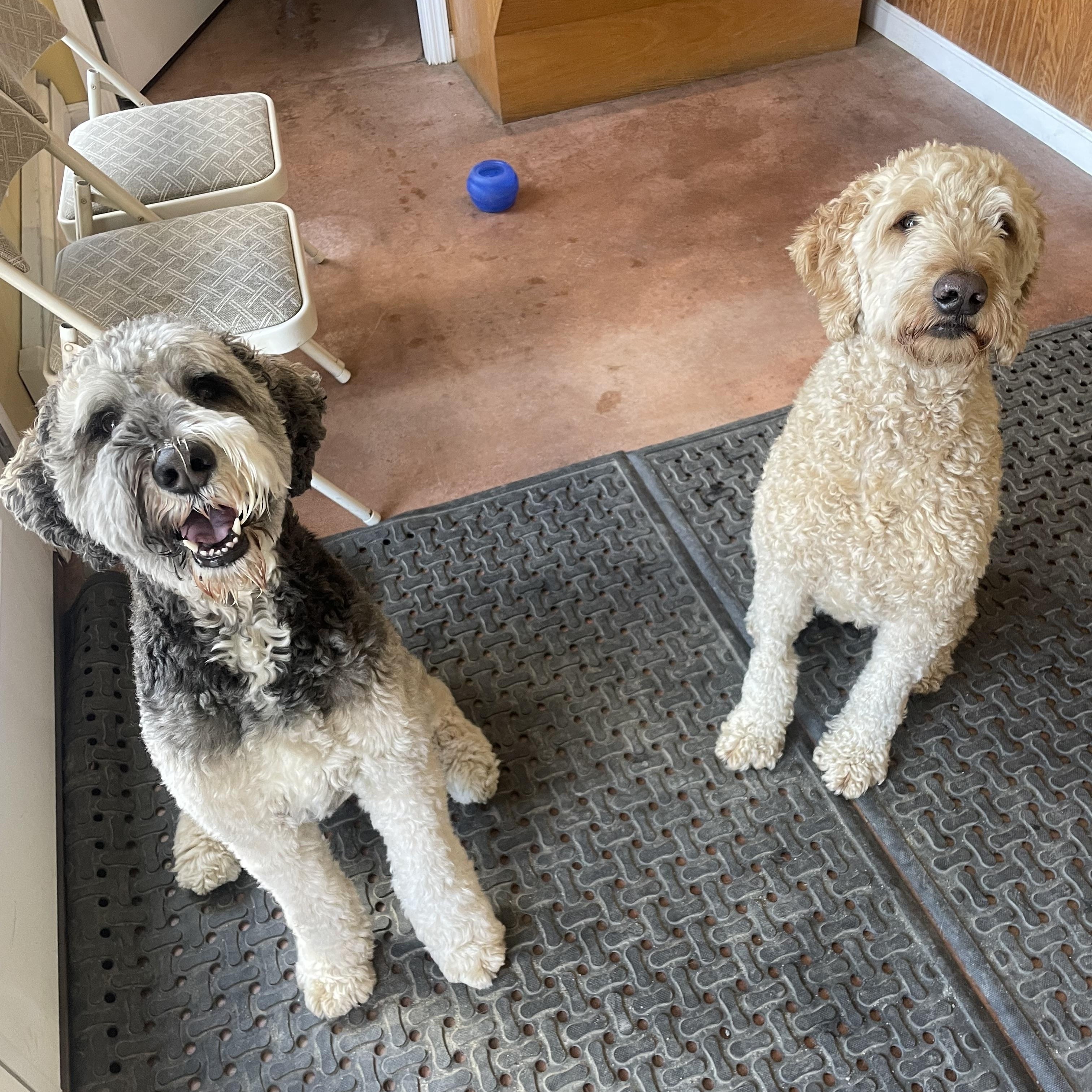 Fitzgerald "Fitz", a ADOPTABLE Bernadoodle in Bridgton, ME image 2/2