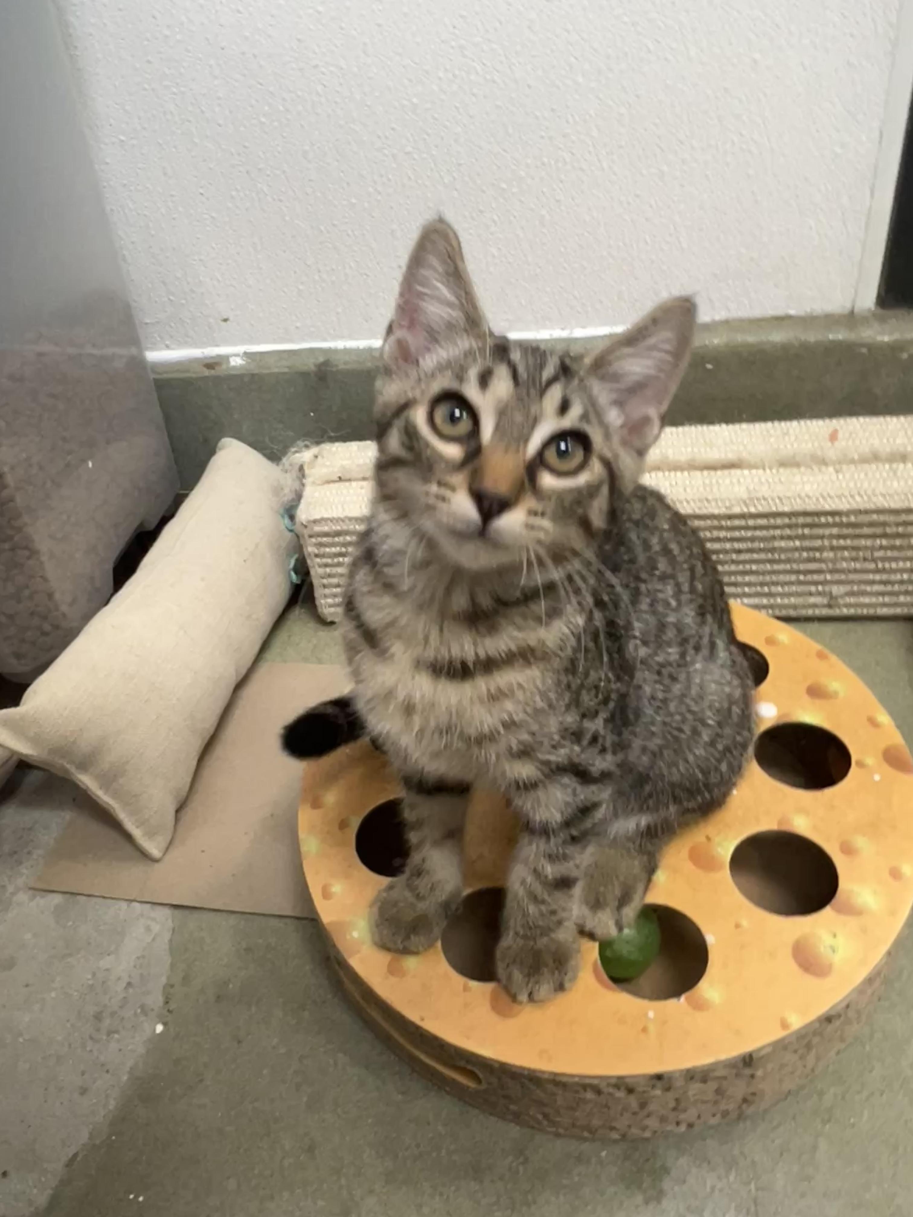 Alfie, Adopted, Kitten Male Domestic Short Hair.