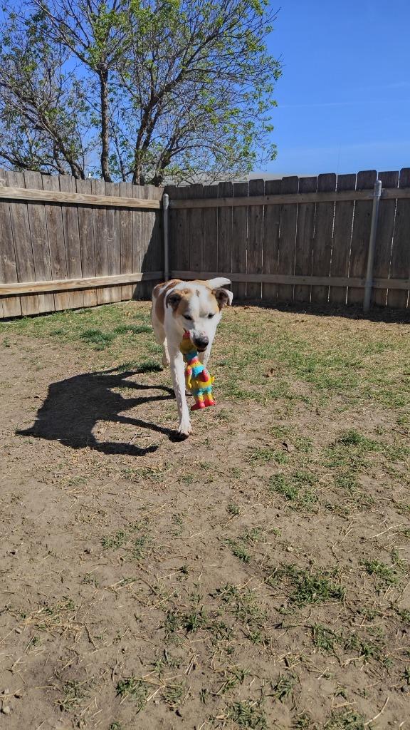 Enlarge Flynn, a Adoptable mixed breed in Great Bend, KS image 1/4