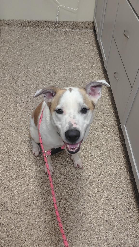 Flynn, Adoptable, Adult Male Labrador Retriever & Cattle Dog.
