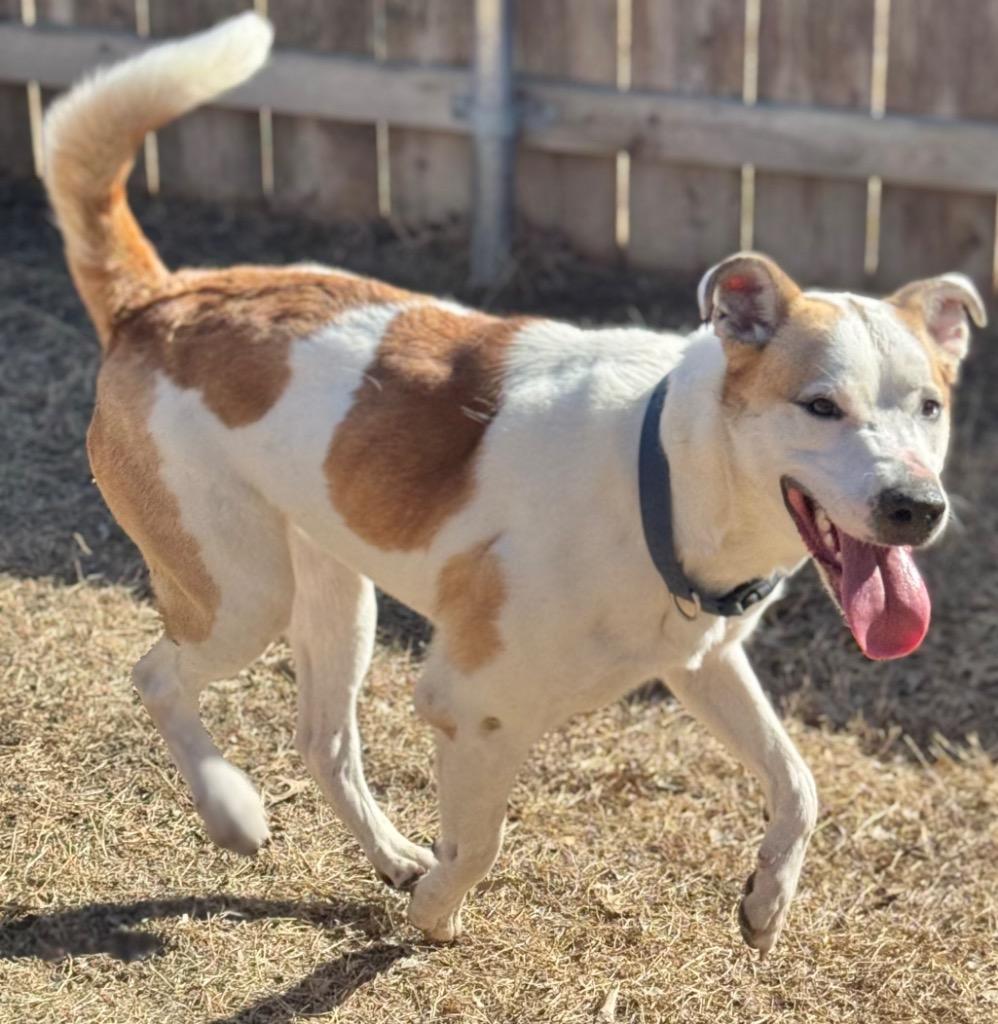 Flynn, Adoptable, Young Male Labrador Retriever & Cattle Dog.