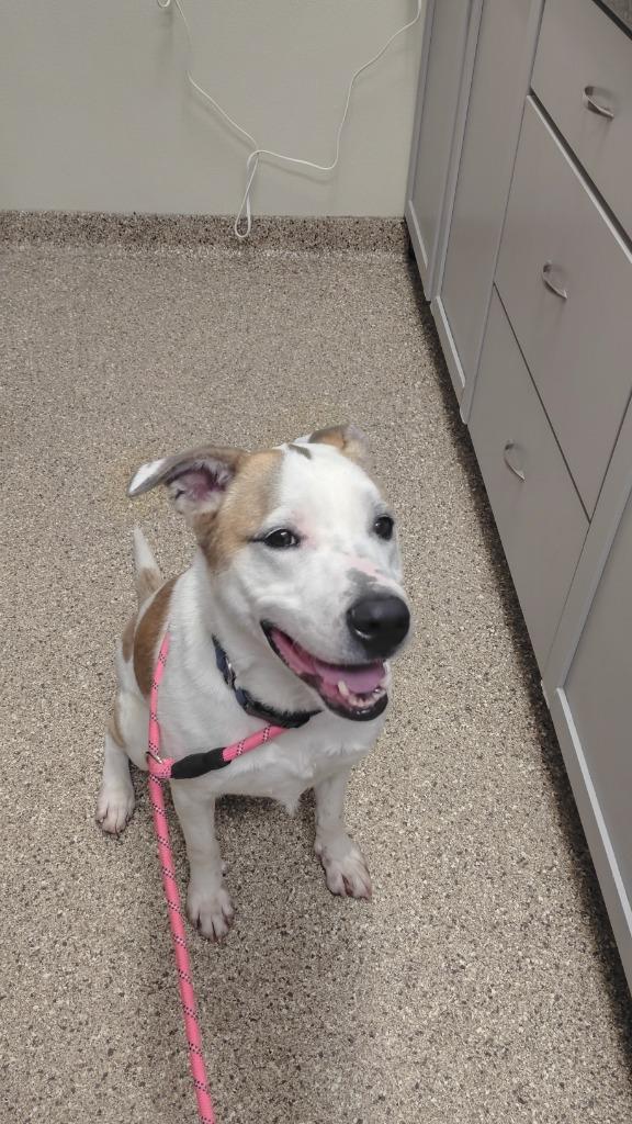 Enlarge Flynn, a Adoptable mixed breed in Great Bend, KS image 4/4