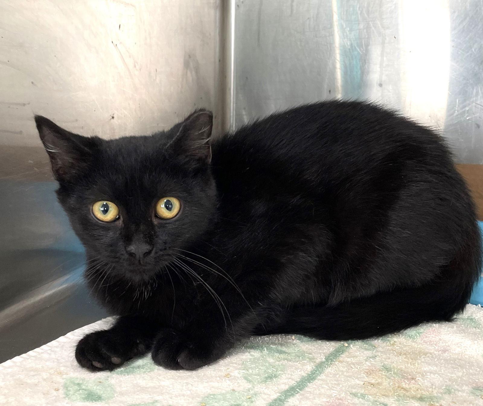 Lolly, a Adoptable Domestic Short Hair in Carrollton, GA image 1/3