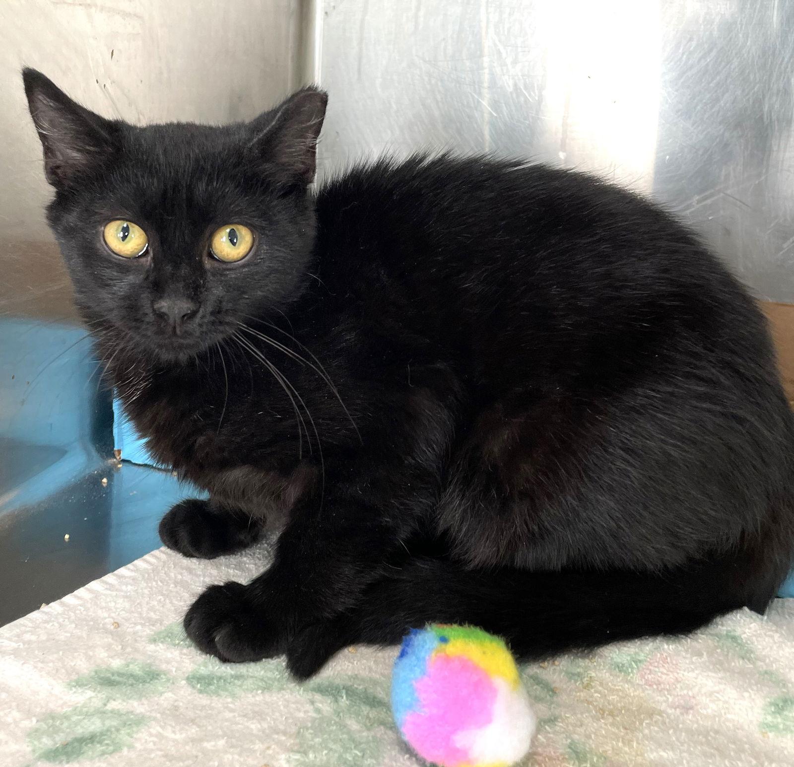 Lolly, a Adoptable Domestic Short Hair in Carrollton, GA image 2/3