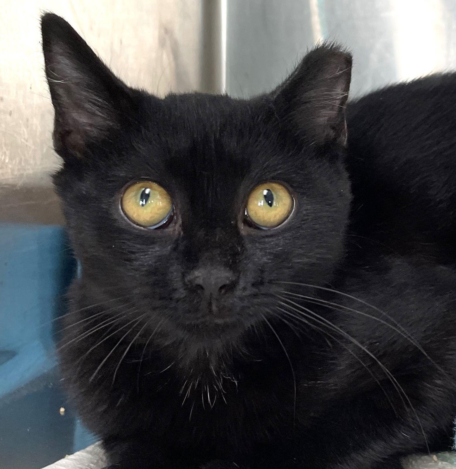 Lolly, a Adoptable Domestic Short Hair in Carrollton, GA image 3/3