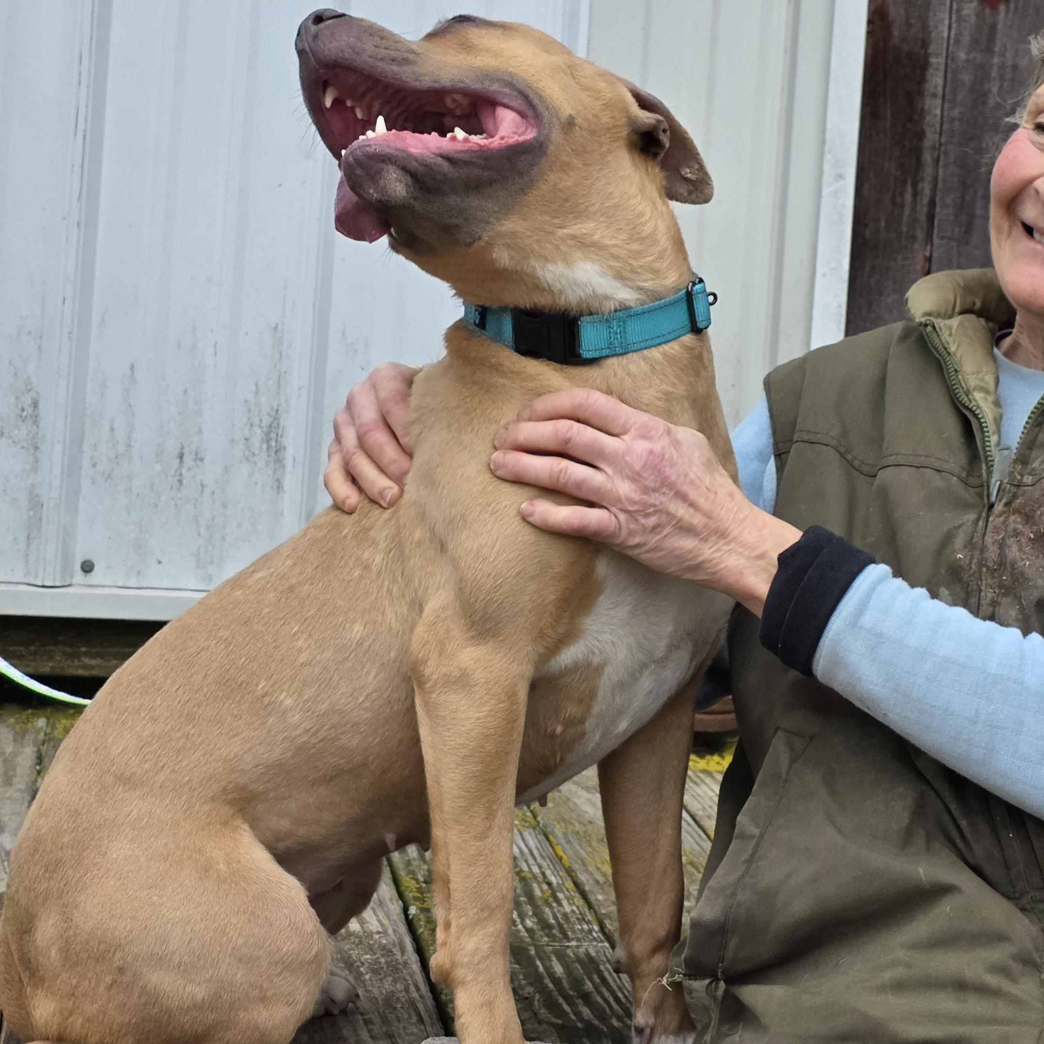 Enlarge Maple, a ADOPTABLE mixed breed in Battle Creek, MI image 2/4