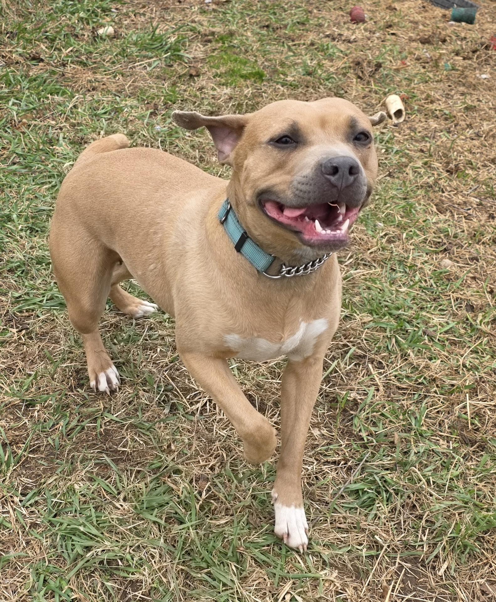 Maple, a ADOPTABLE mixed breed in Battle Creek, MI image 5/5