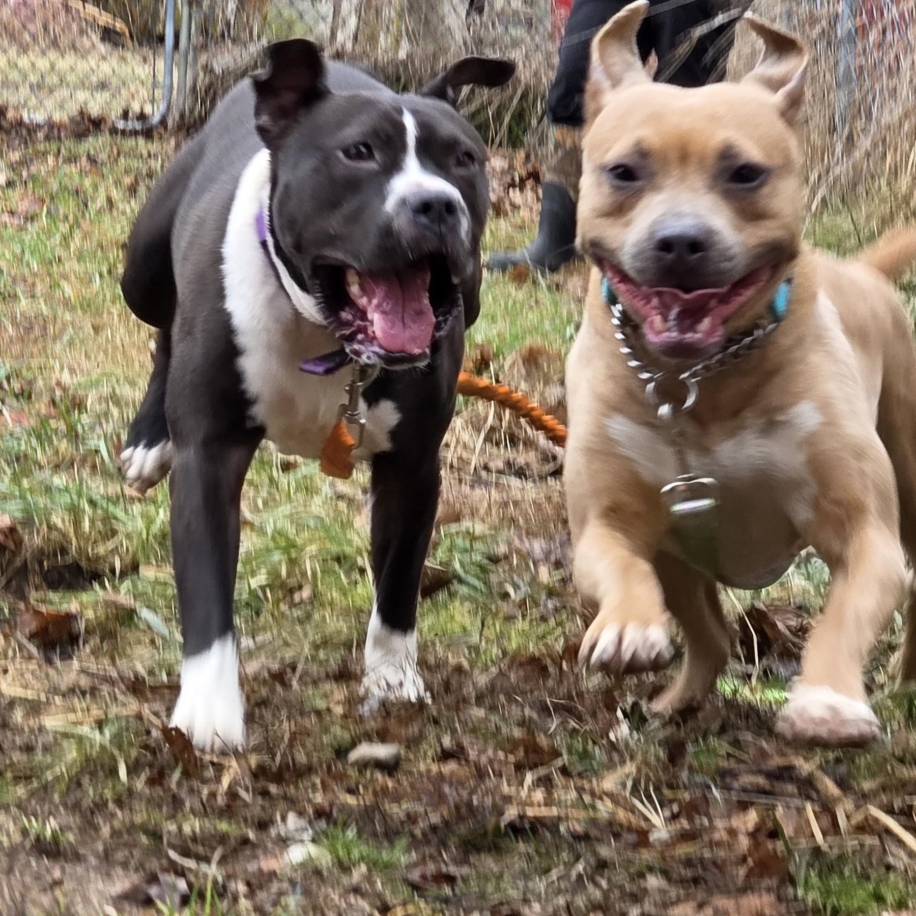 Enlarge Maple, a ADOPTABLE mixed breed in Battle Creek, MI image 1/4