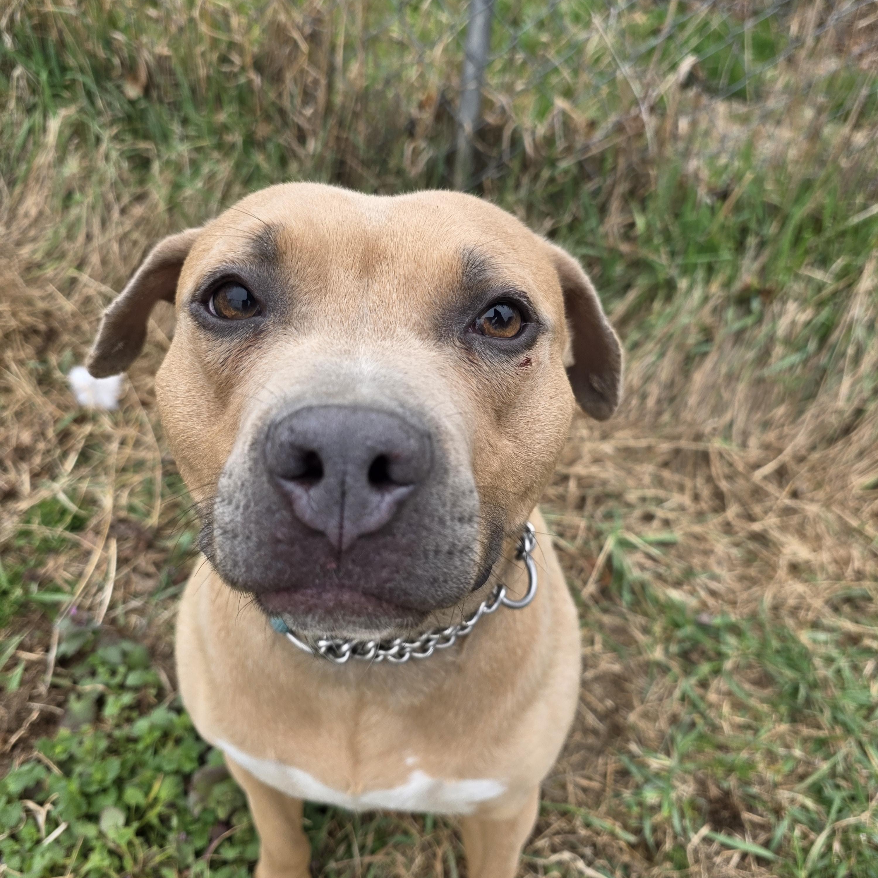 Maple, ADOPTABLE, Adult Female American Bully.