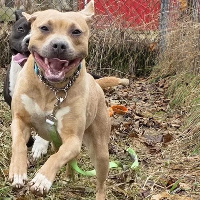 Enlarge Maple, a ADOPTABLE mixed breed in Battle Creek, MI image 3/4