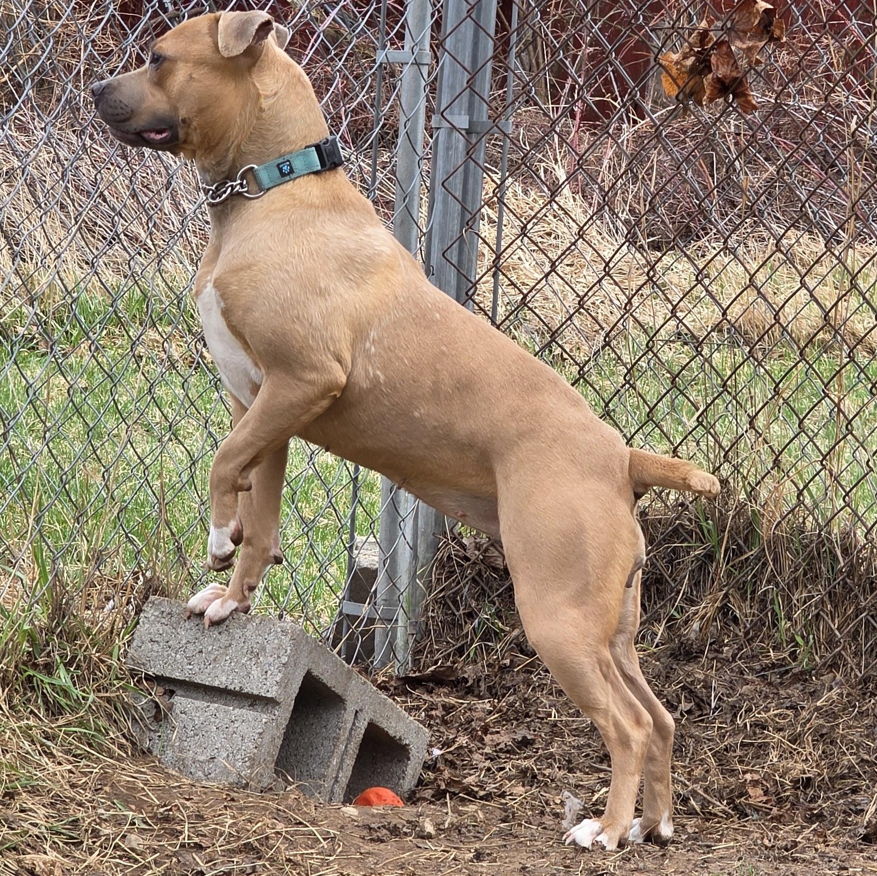 Maple, a ADOPTABLE mixed breed in Battle Creek, MI image 4/5