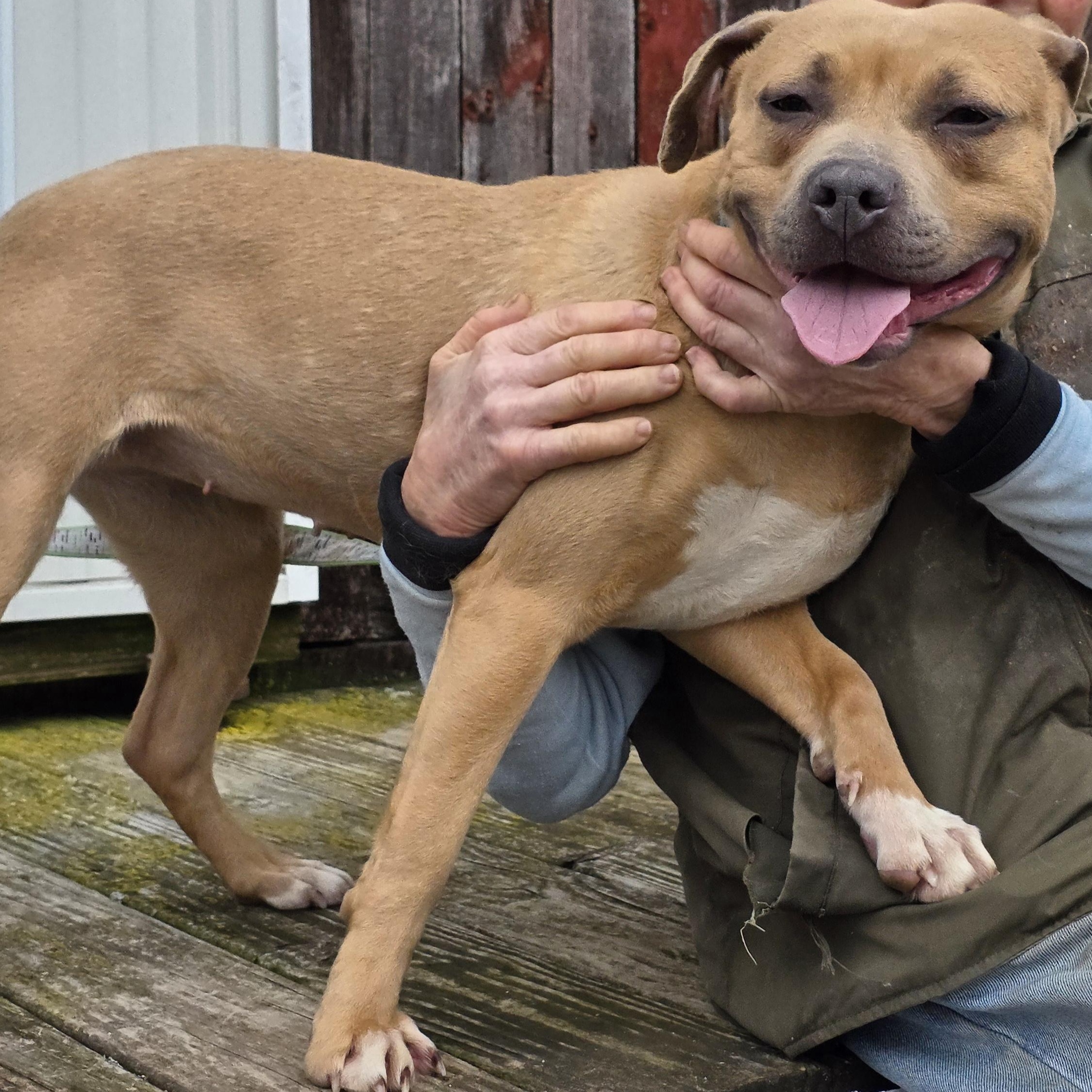 Enlarge Maple, a ADOPTABLE mixed breed in Battle Creek, MI image 4/4