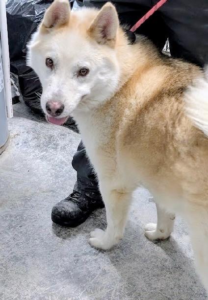 Canola — thumbnail 2