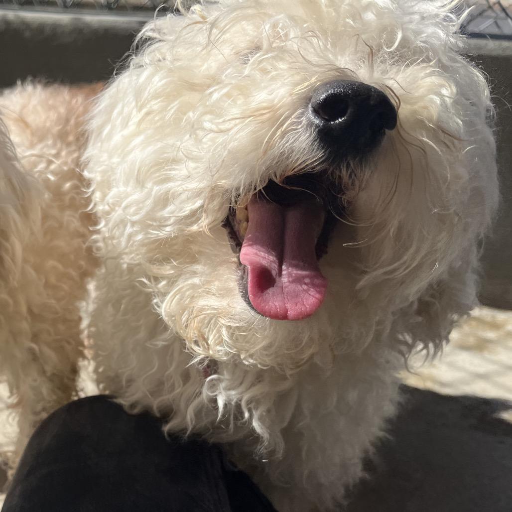 Reggie, Adoptable, Adult Male Bichon Frise & Miniature Poodle.