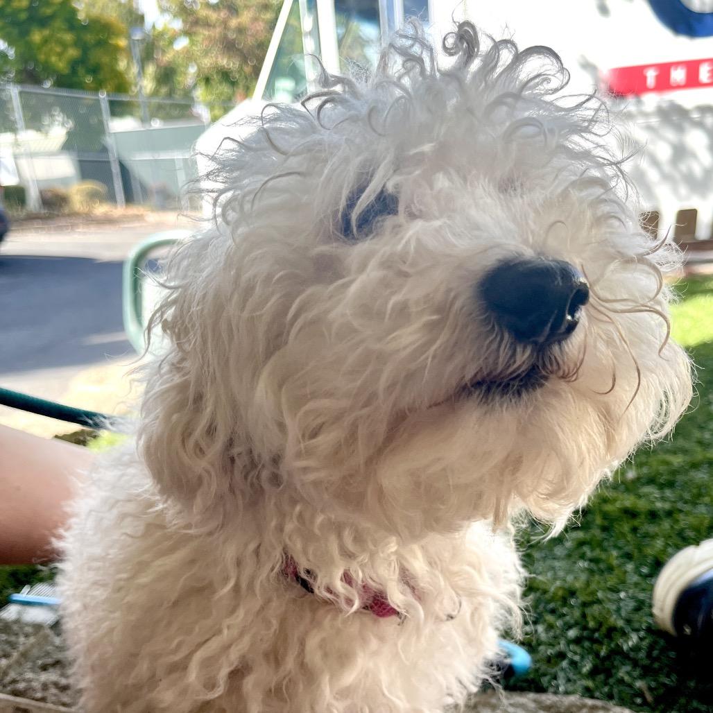 Enlarge Reggie, a Adoption Pending mixed breed in Ashland, OR image 2/4