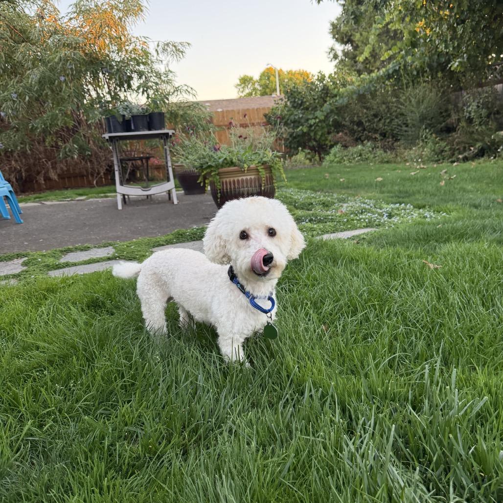 Enlarge Reggie, a Adoption Pending mixed breed in Ashland, OR image 3/4
