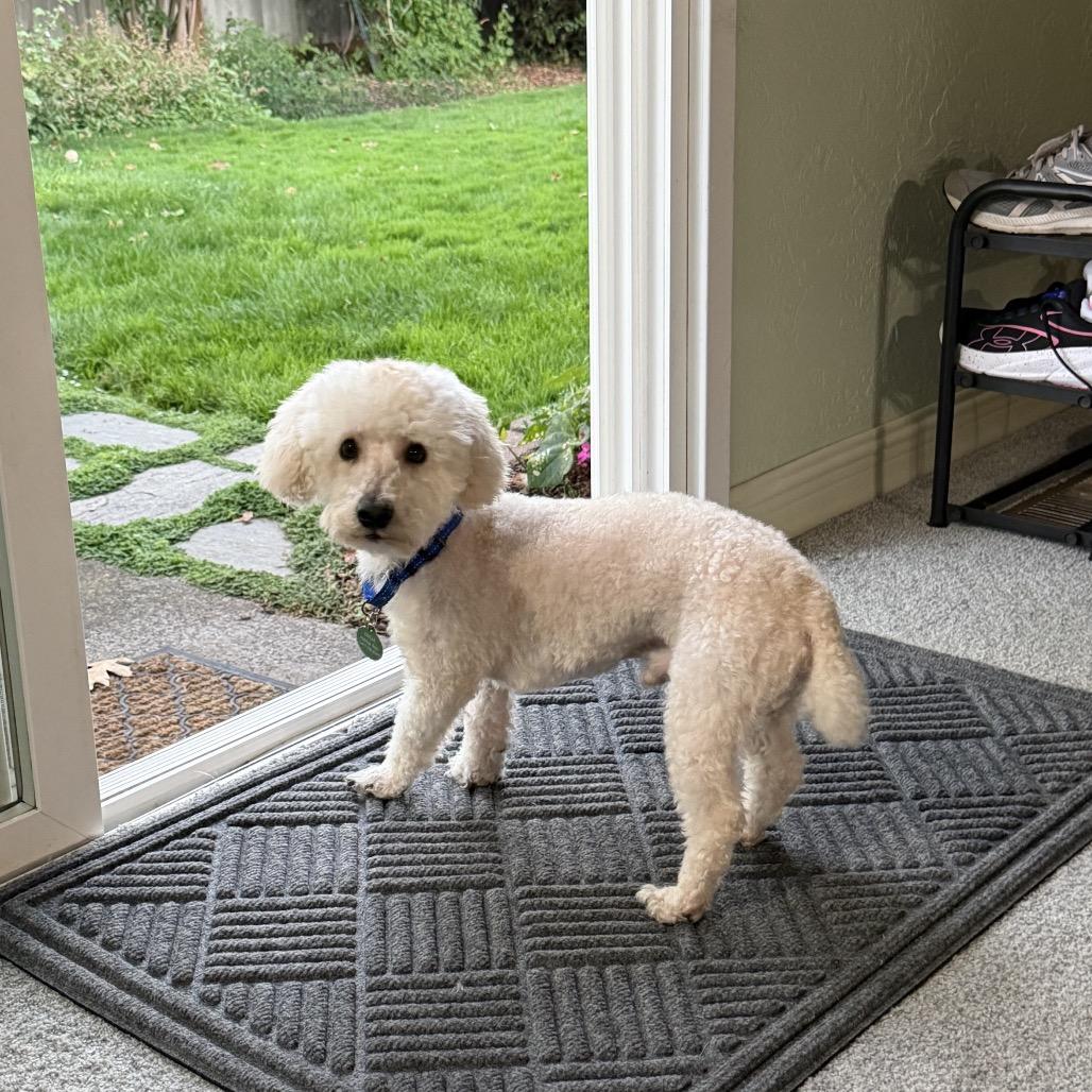 Enlarge Reggie, a Adoption Pending mixed breed in Ashland, OR image 4/4