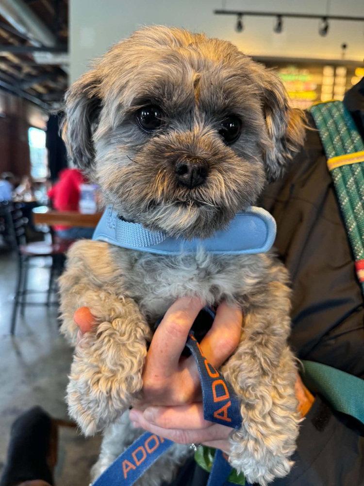 Novalee, Adoptable, Adult Female Maltese.