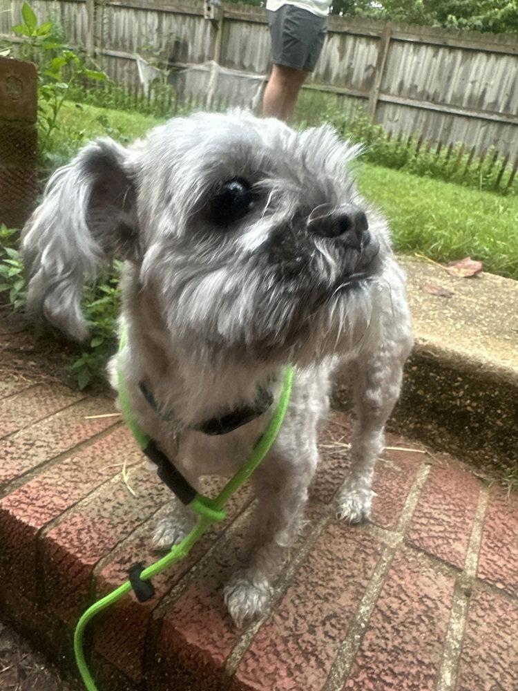 Novalee, Adoptable, Adult Female Maltese.