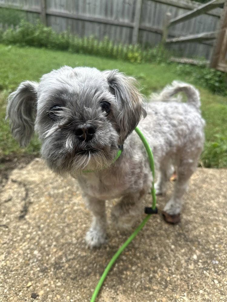 Enlarge Novalee, a Adoptable Maltese in Charlotte, NC image 2/3