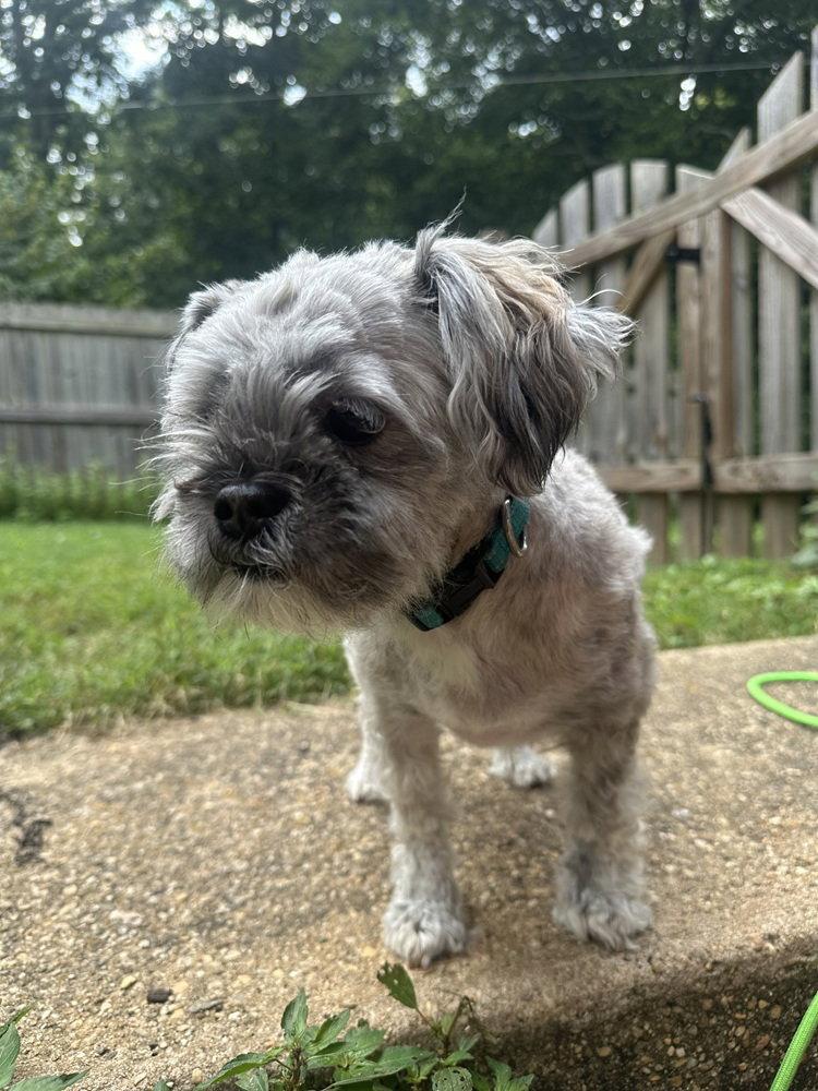 Enlarge Novalee, a Adoptable Maltese in Charlotte, NC image 3/3