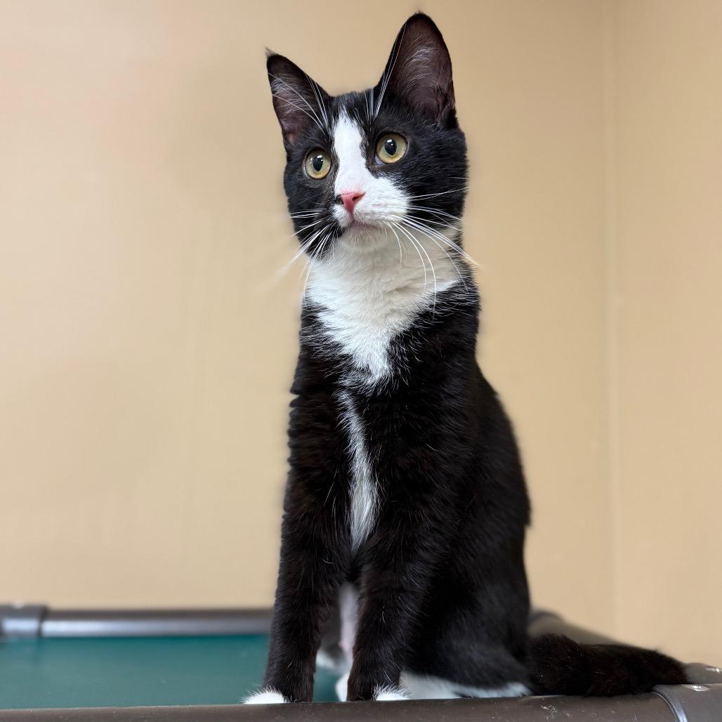 Sol, Adoptable, Young Female Domestic Short Hair.