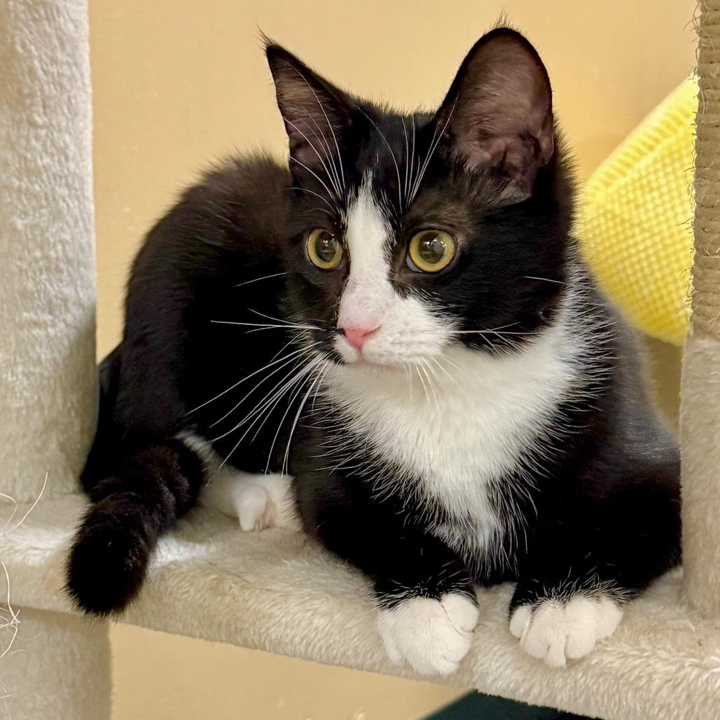 Enlarge Sol, a Adoptable Domestic Short Hair in Long Beach, CA image 2/6