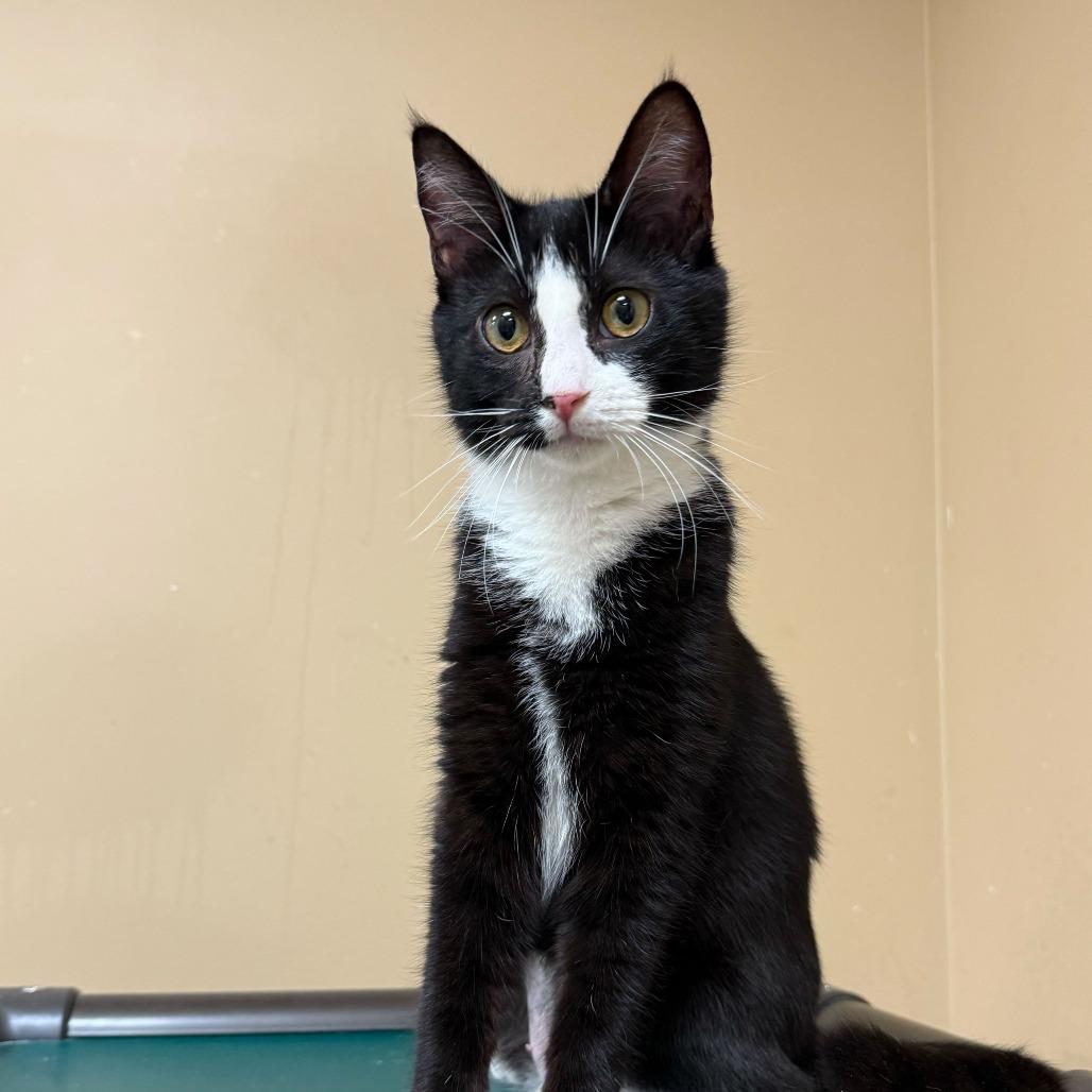 Enlarge Sol, a Adoptable Domestic Short Hair in Long Beach, CA image 3/6