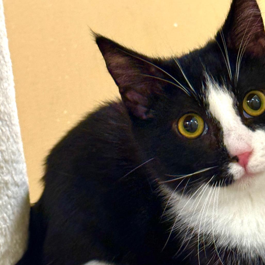 Enlarge Sol, a Adoptable Domestic Short Hair in Long Beach, CA image 4/6