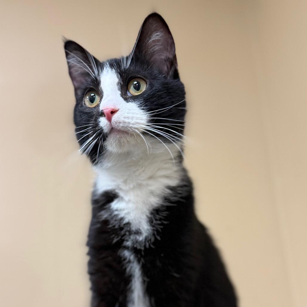 Enlarge Sol, a Adoptable Domestic Short Hair in Long Beach, CA image 5/6