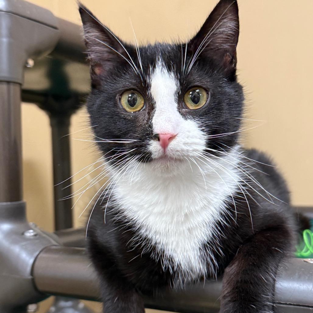 Enlarge Sol, a Adoptable Domestic Short Hair in Long Beach, CA image 6/6