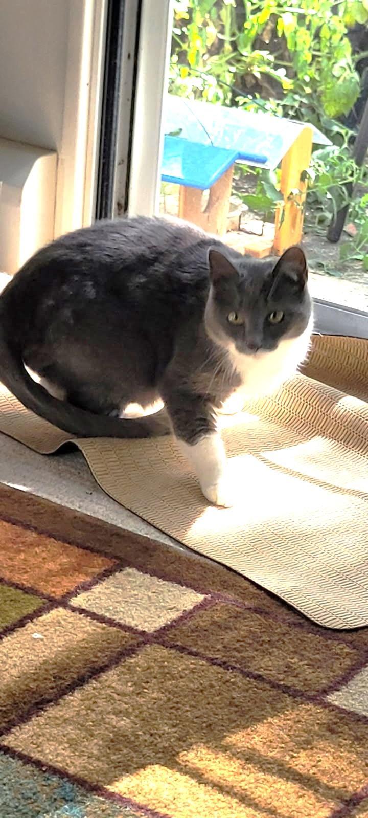 Laci (Bonded to Lumi), a Adoptable Russian Blue in Ypsilanti, MI image 1/4