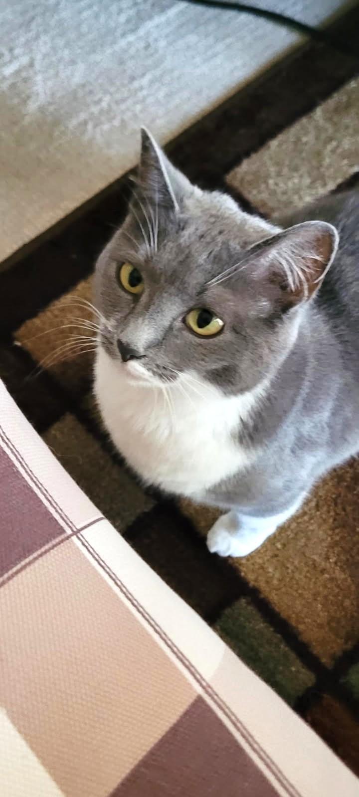 Laci    (Bonded to Lumi)