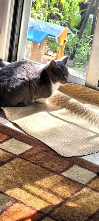 Laci    (Bonded to Lumi)