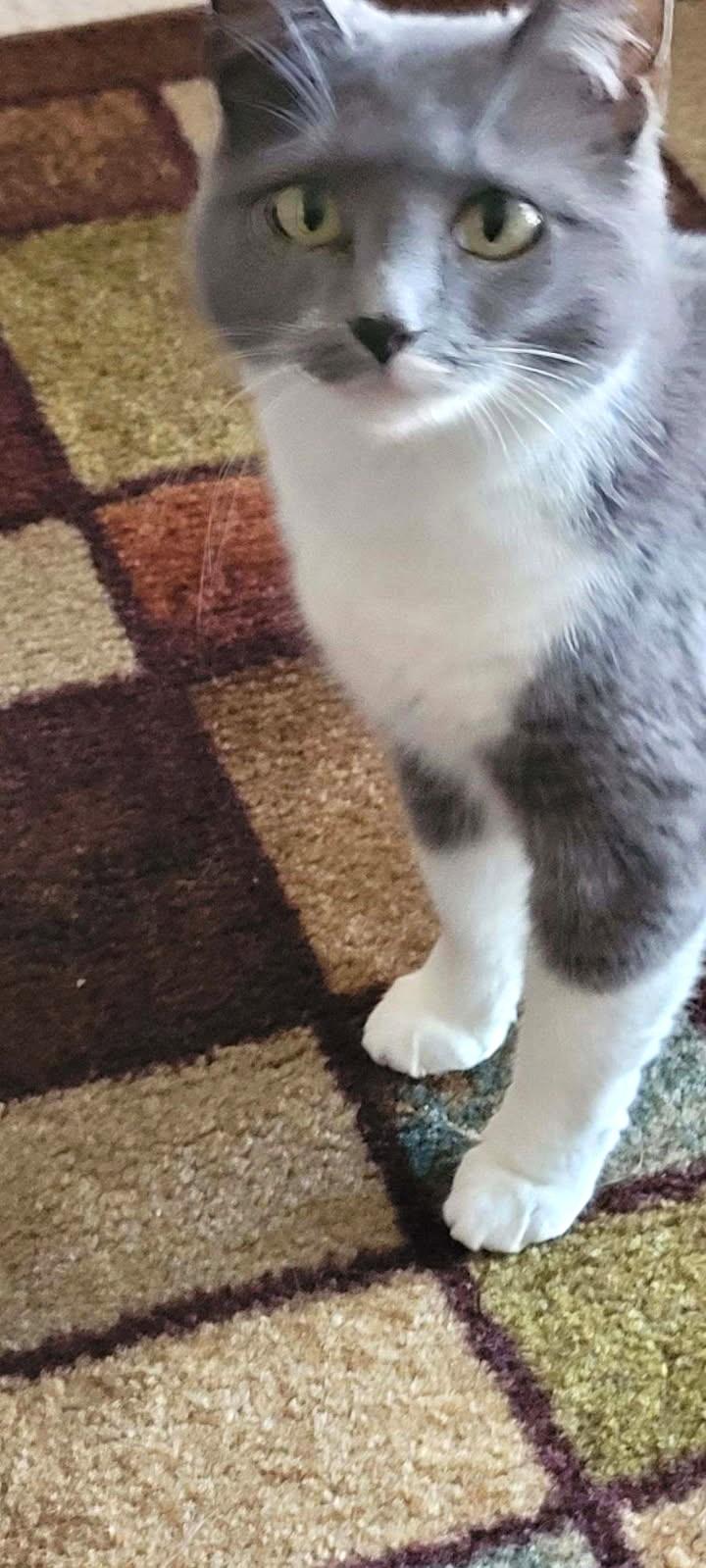 Laci (Bonded to Lumi), a Adoptable Russian Blue in Ypsilanti, MI image 4/4