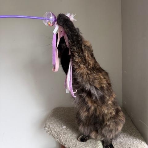 Enlarge Scarlet, an adopted Domestic Medium Hair in Los Angeles, CA image 5/5