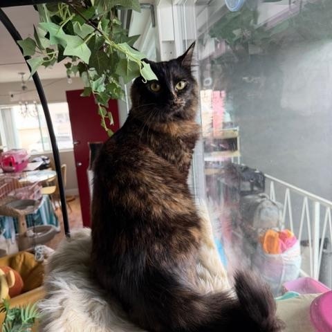 Enlarge Scarlet, an adopted Domestic Medium Hair in Los Angeles, CA image 2/5