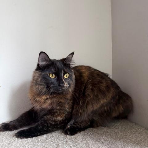 Enlarge Scarlet, an adopted Domestic Medium Hair in Los Angeles, CA image 3/5